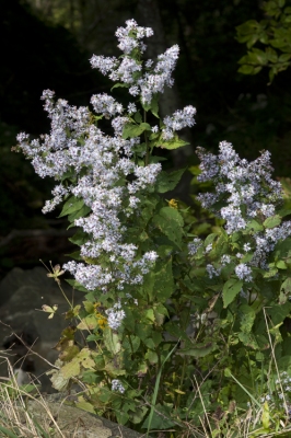 Symphyotrichum cordifolium