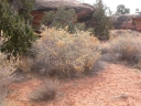 Atriplex canescens