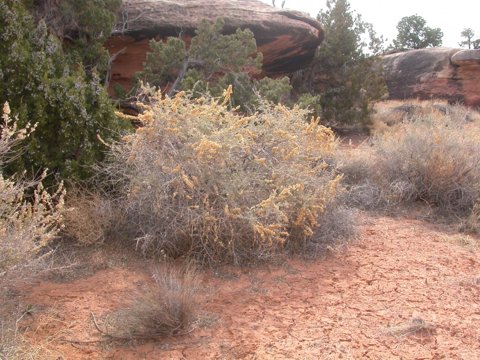 Atriplex canescens