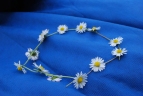 Bellis perennis