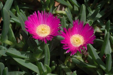 Carpobrotus glaucescens
