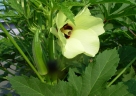Abelmoschus esculentus