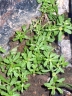 Centipeda minima