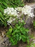 Angelica acutiloba