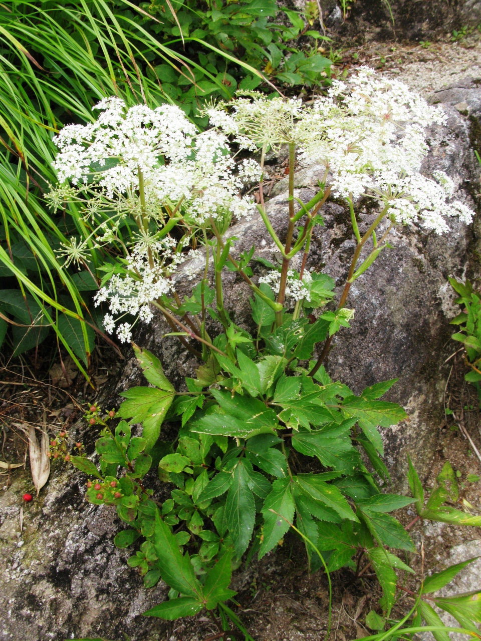 Angelica acutiloba