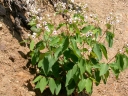 Apocynum androsaemifolium