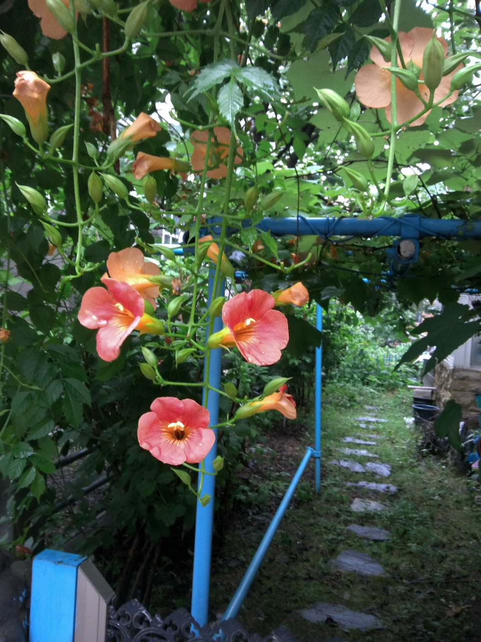 Campsis grandiflora