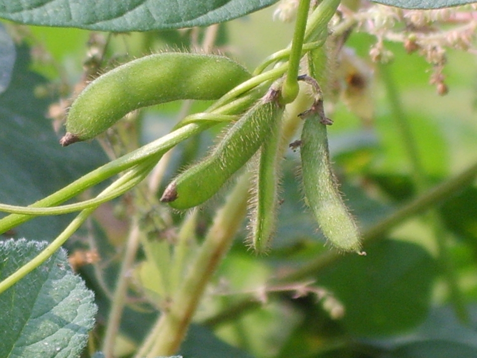 Glycine soja