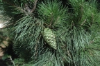 Pinus radiata