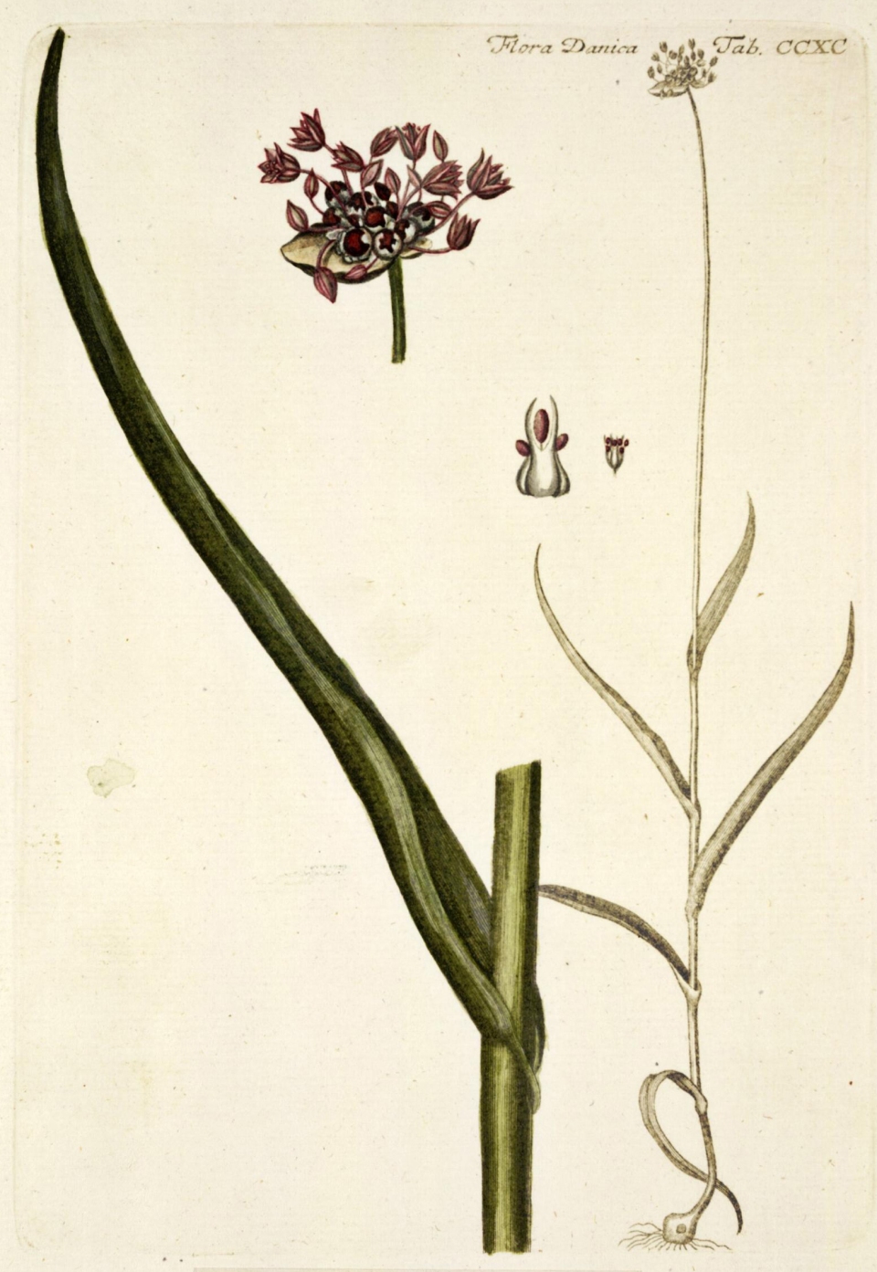 Allium scorodoprasum