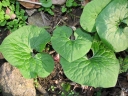 Asarum canadense