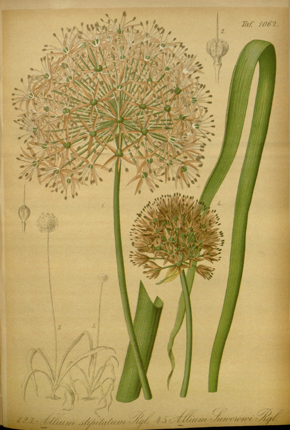 Allium stipitatum