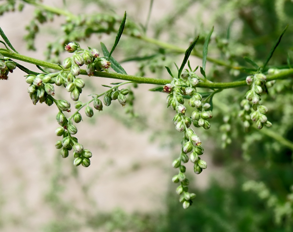 Artemisia vulgaris