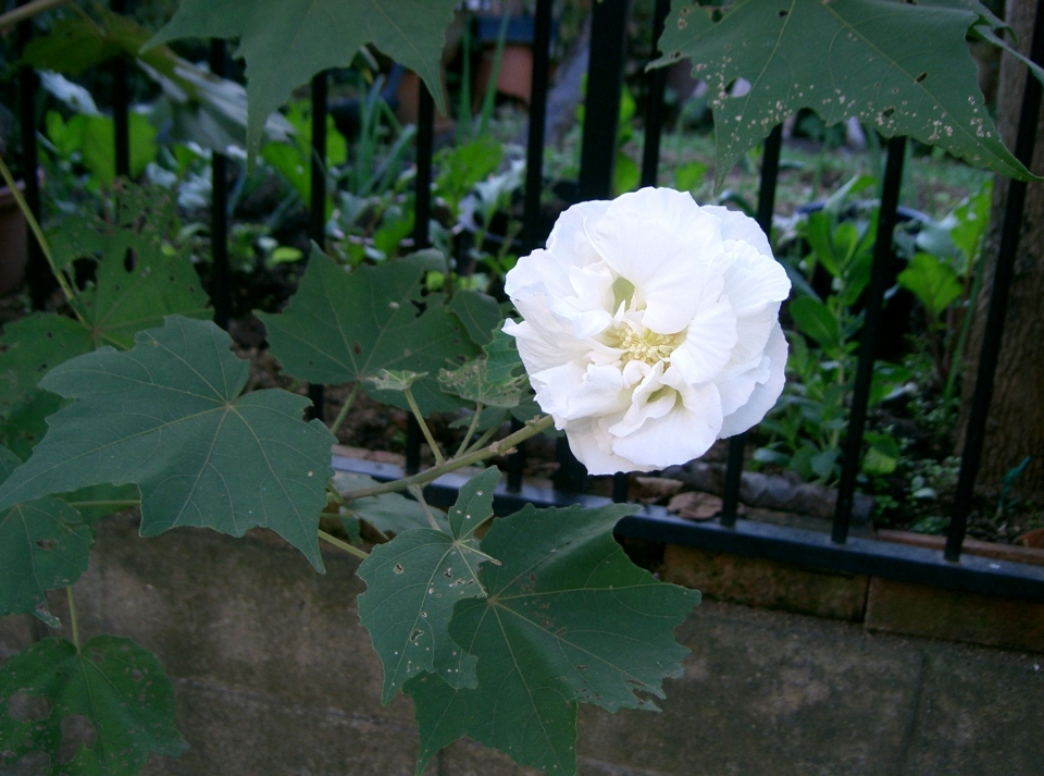 Hibiscus mutabilis