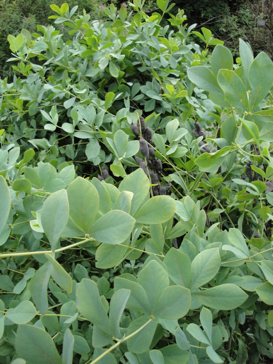 Baptisia australis