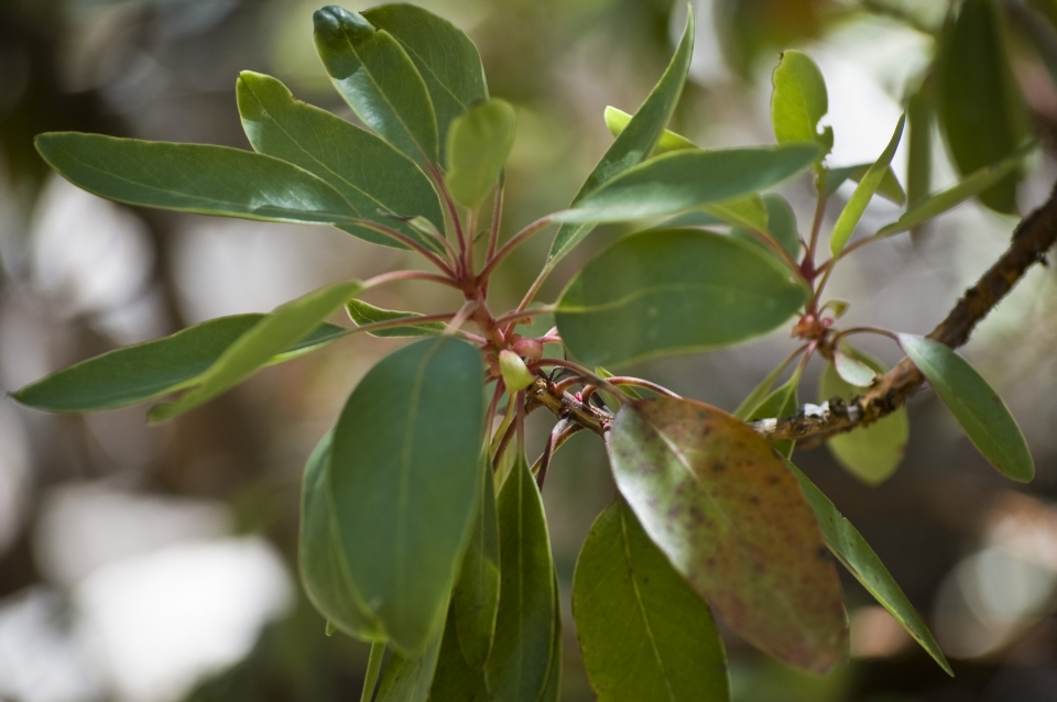 Arbutus arizonica