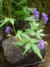 Aconitum columbianum