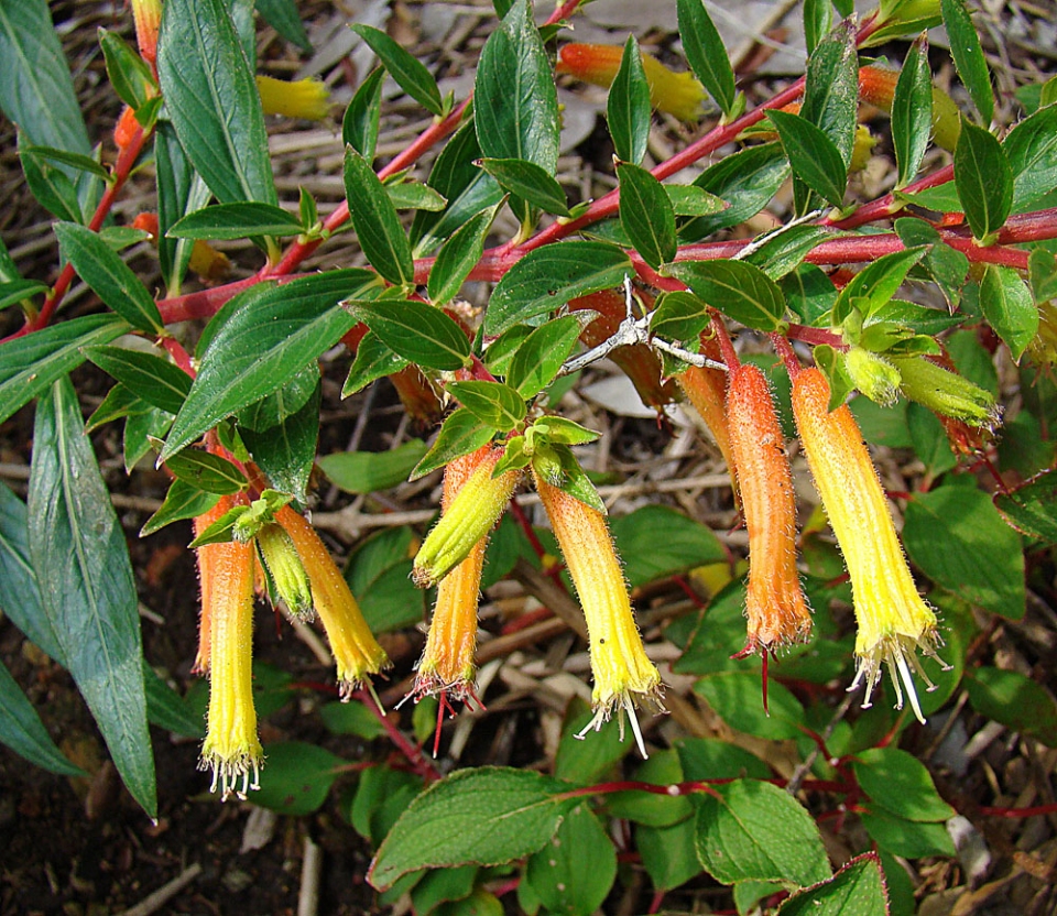 Fuchsia microphylla