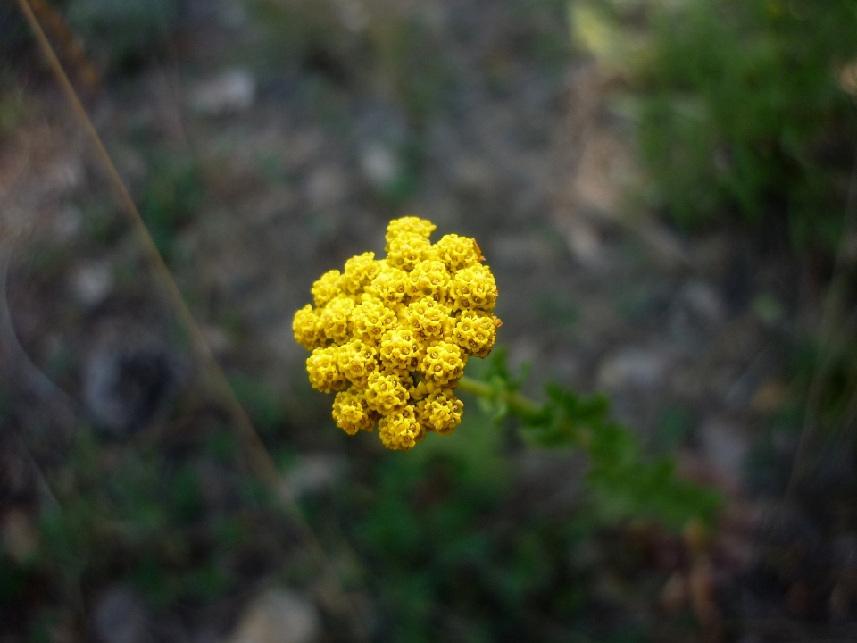 Achillea ageratum