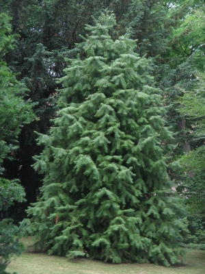 Cunninghamia lanceolata