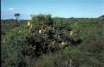 Banksia aemula