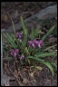 Viola betonicifolia