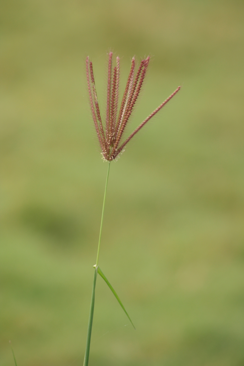 Eleusine indica