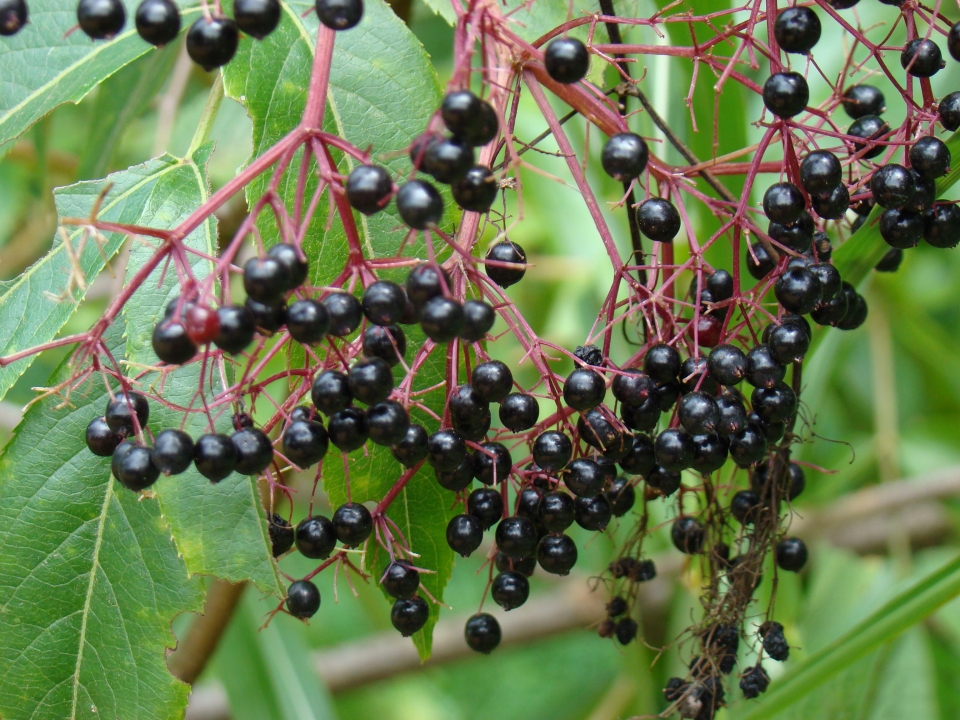 Aralia spinosa