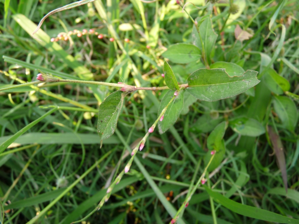 Persicaria pubescens