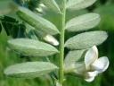 Vicia pannonica