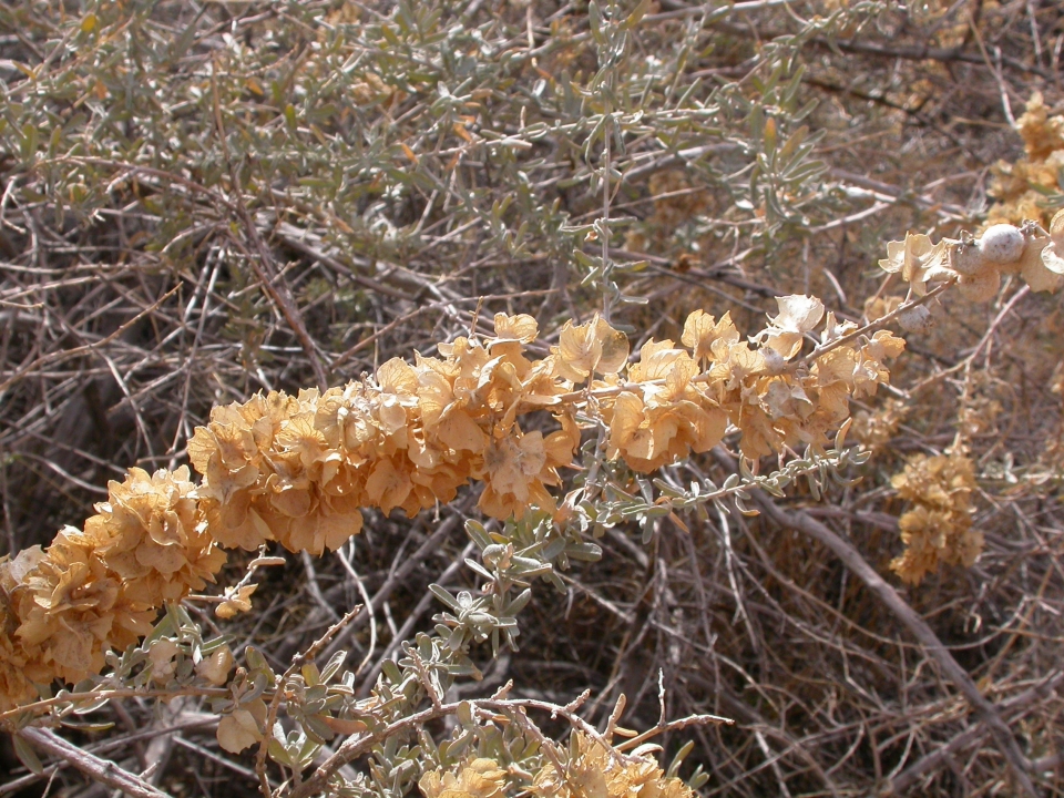 Atriplex canescens