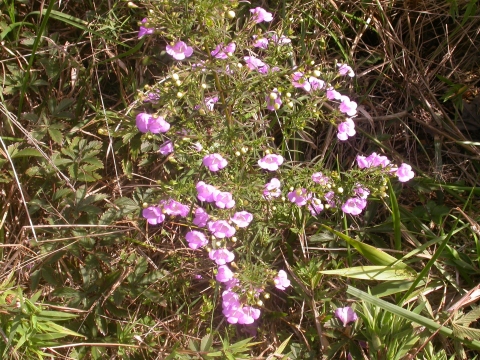 Agalinis tenuifolia