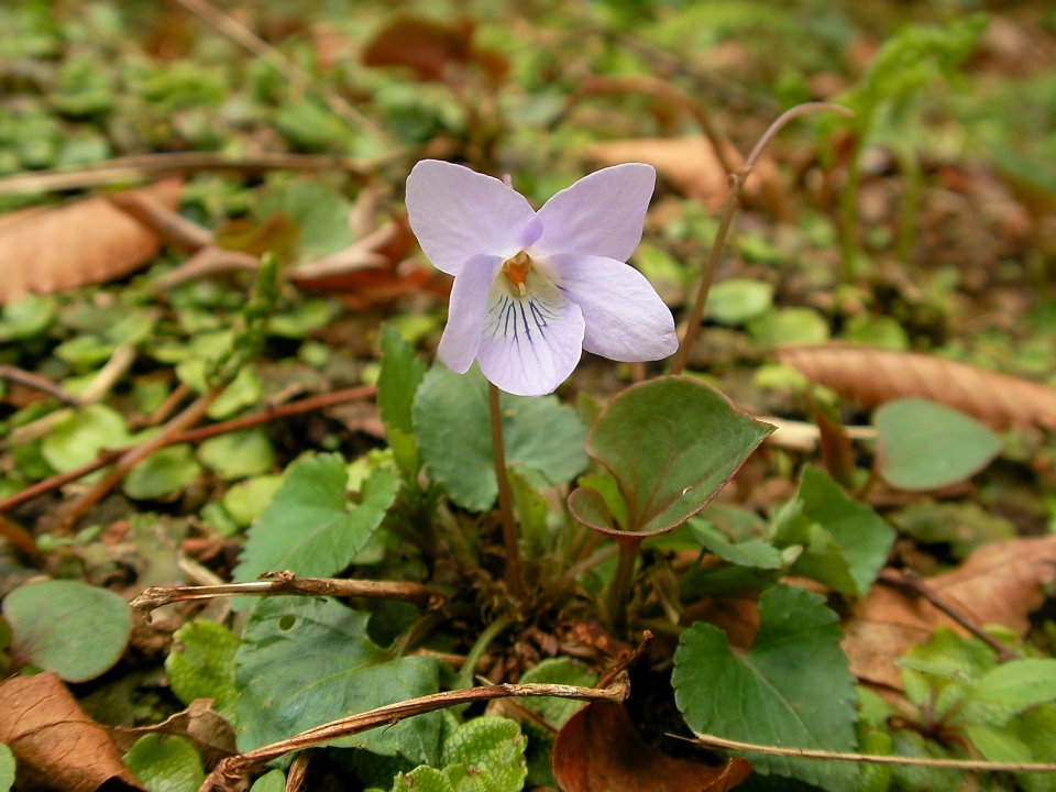 Viola grypoceras