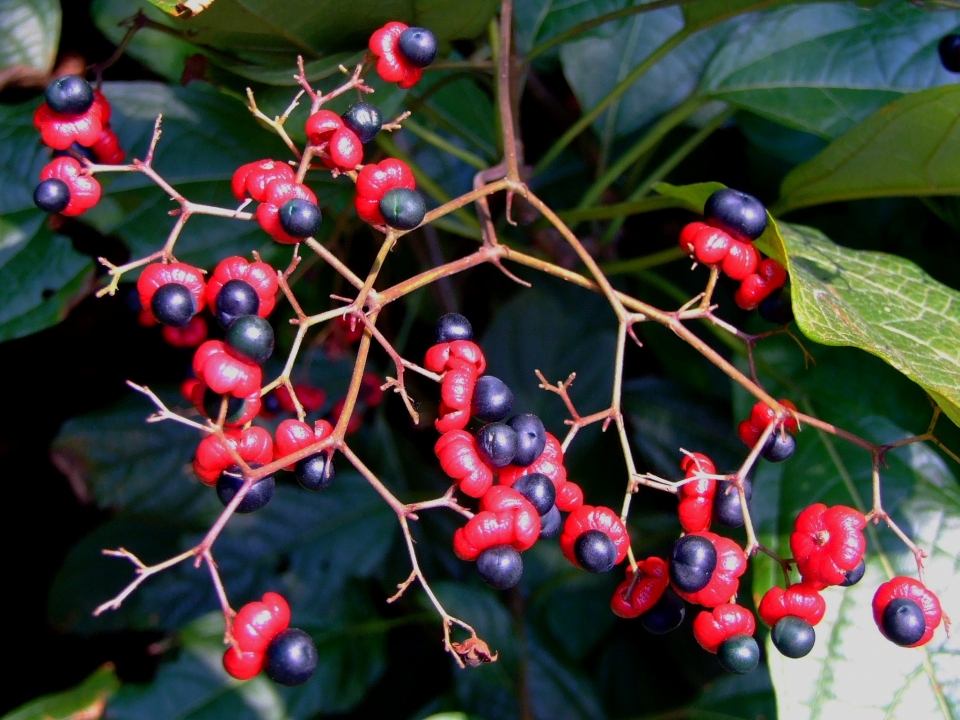 Clerodendrum japonicum