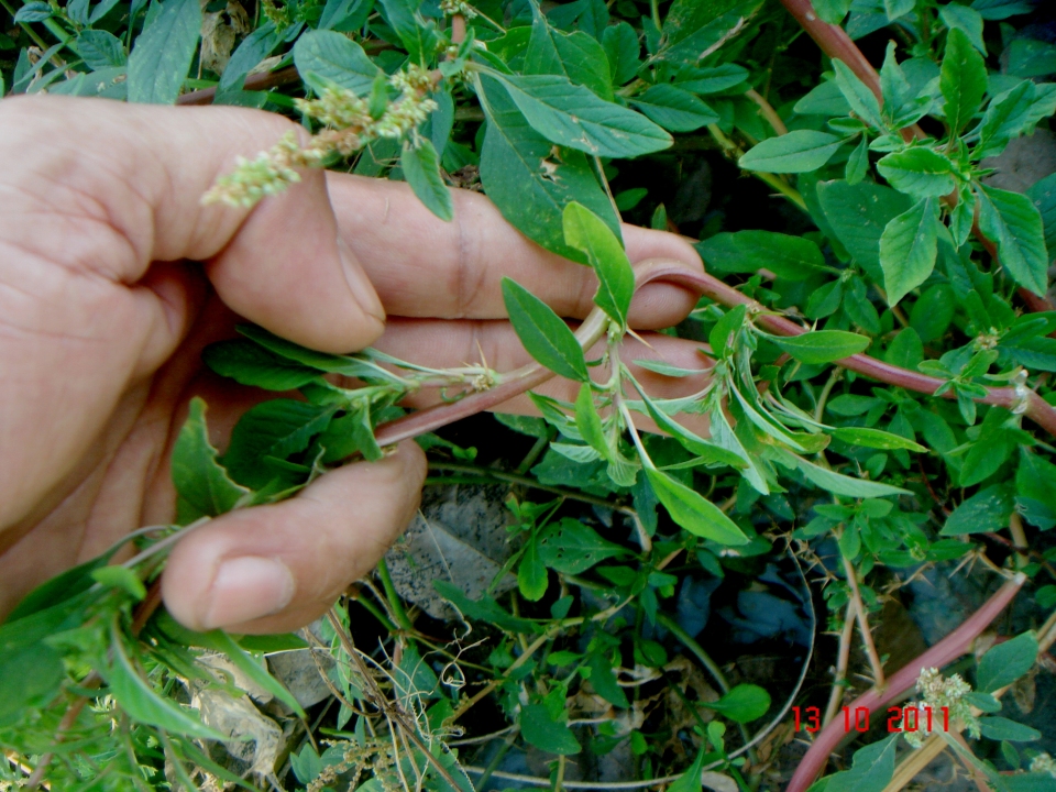 Amaranthus spinosus