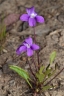 Viola betonicifolia