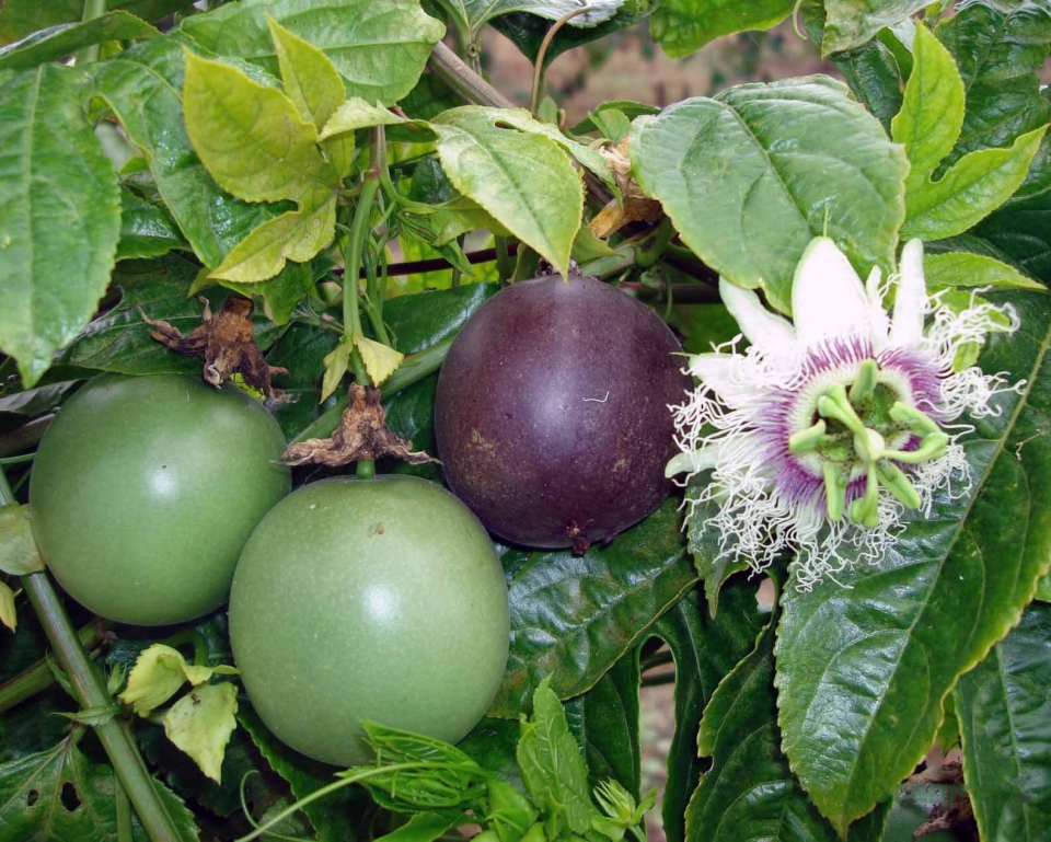 Passiflora edulis