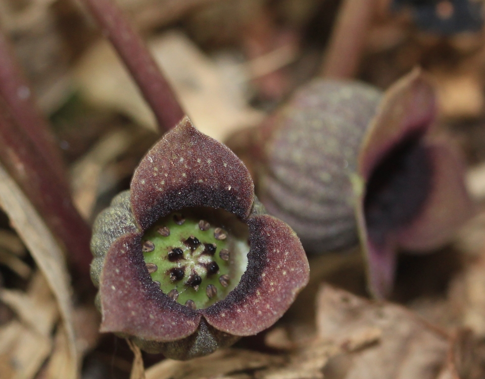 Asarum sieboldii