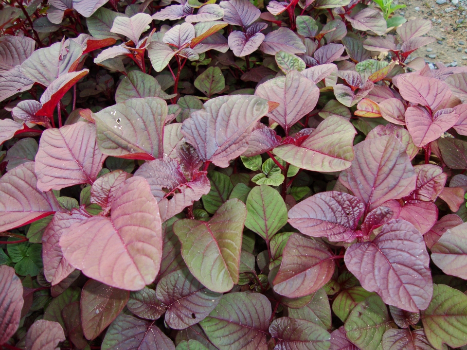 Amaranthus tricolor