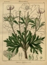 Anemone rivularis