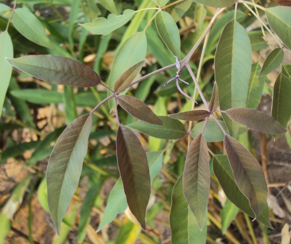 Vitex negundo