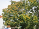 Ailanthus altissima