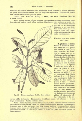 Alnus cremastogyne