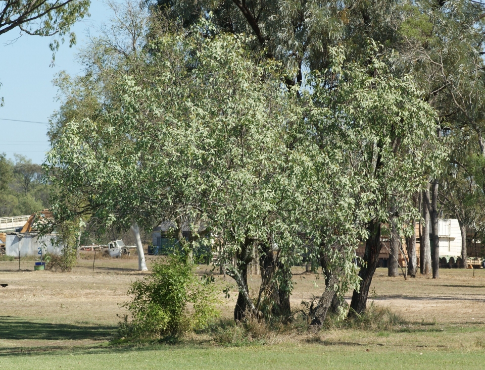 Santalum lanceolatum