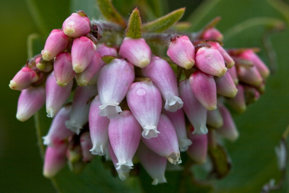 Arctostaphylos columbiana