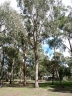 Eucalyptus bosistoana