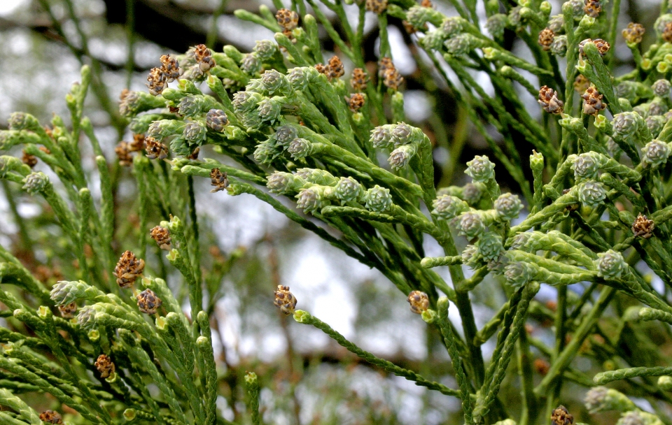 Glyptostrobus pensilis