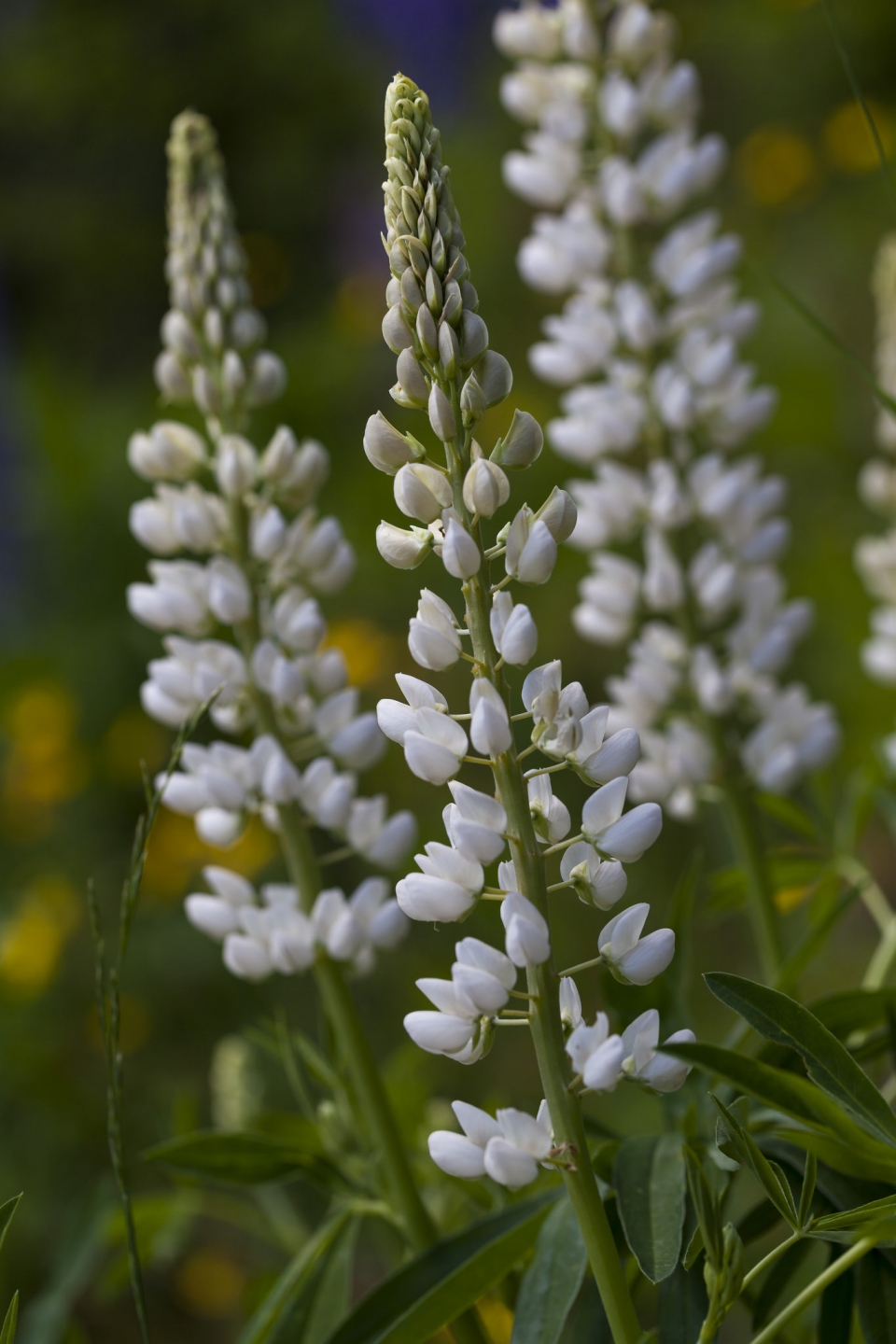 Lupinus albus