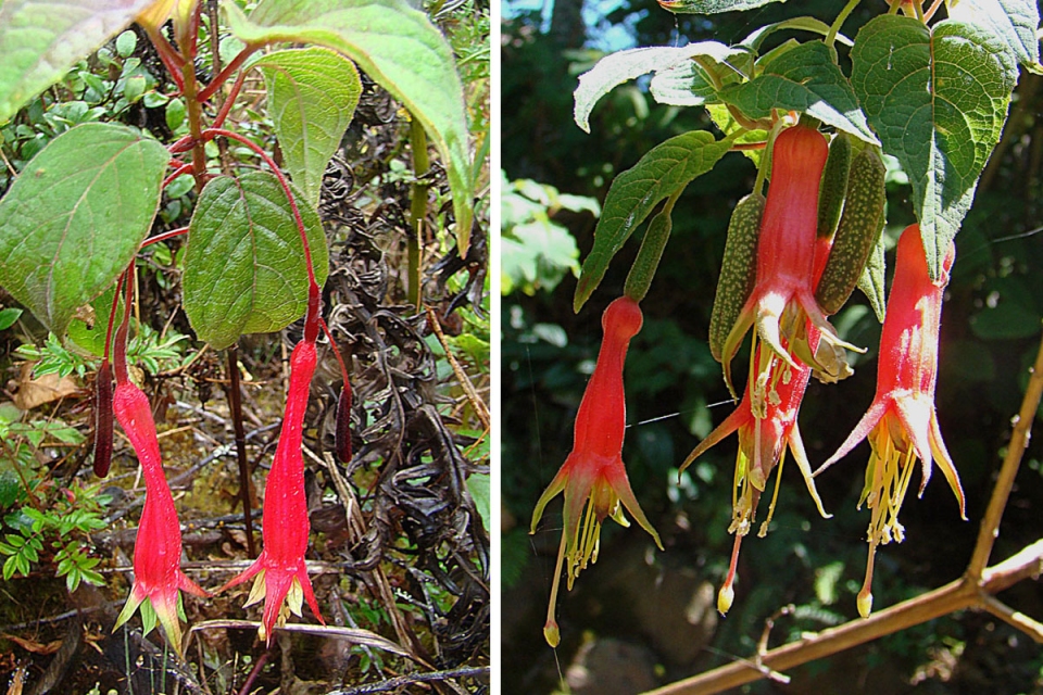 Fuchsia splendens