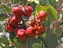 Arctostaphylos glandulosa